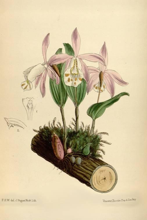 Pleione hookeriana ORCHIDEEËN