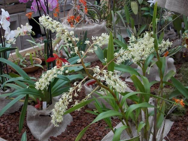 TENTOONSTELLING KRING BRABANT ZUID-OOST Van vrijdag 2 maart t/m zondag 4 maart 2018 houdt Orchideeënvereniging Brabant Zuid-Oost een orchideeënshow bij Tuincentrum de Biezen in Beek en Donk.