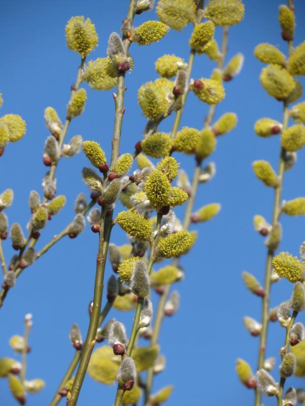 6 tuinen in de polder Nieuw-Bonaventura is aangeplant. Het is een kleine boom, met oranje-gele, sterk kronkelige en afhangende takken en gekromd-holle bladeren.