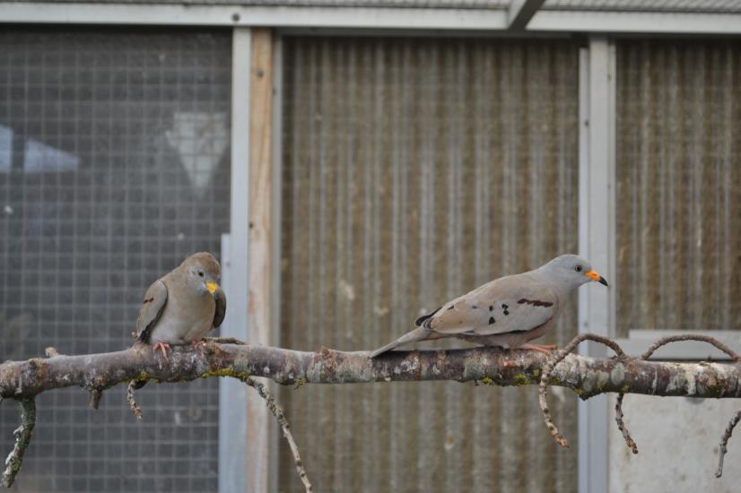 Dat was wel een laaggeplaatst nestkastje want alle hoger hangende traliekasten werden door de groenlingen