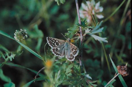 Vanaf juni werd het weer beter en warmer en alleen in Weiteveen, aan de Zuidersloot, zijn daarna nog vlinders geteld. Daar is zelfs een uitbreiding van een bestaande populatie geconstateerd.