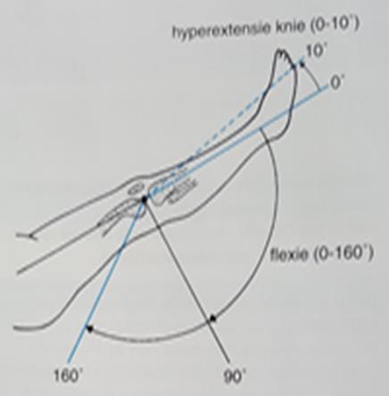 Flexie extensie De bewegingen