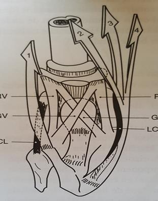 Hulp voor de collaterale banden Het L.C.L. wordt geholpen door de tractus iliotibialis die door de tensor facia latae wordt gespannen. Het L.C.M.