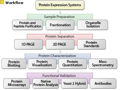 Proteomica: werkflow Staalname Chromatografie* SELDI-TOF MALDI-TOF www.invitrogen.com * Noben et al.