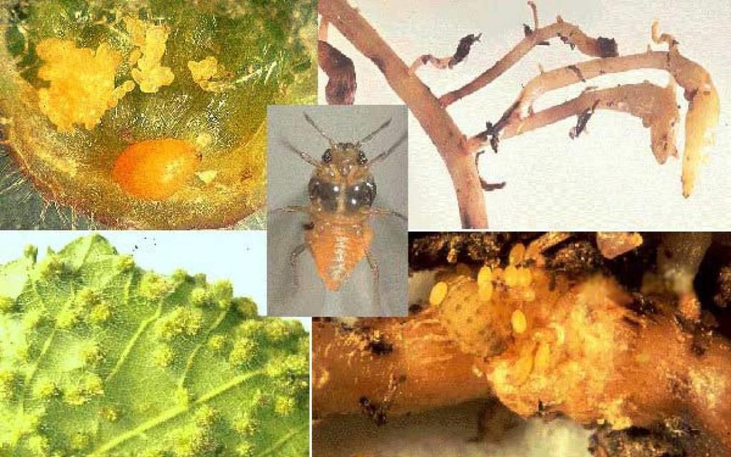 2.3. Phylloxera De druifluis, oftewel Phylloxera Vastatrix is slechts 1 millimeter groot.