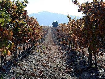 De wijnranken zijn veelal nog van originele oorsprong uit de Franse wijngebieden.
