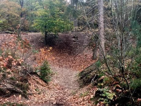 21 De blauwe wandeling volgt de rechte boswegen langs de noordwest- en noordoostzijde van het gebied. Een eindje verderop gaat de route rechtsaf.