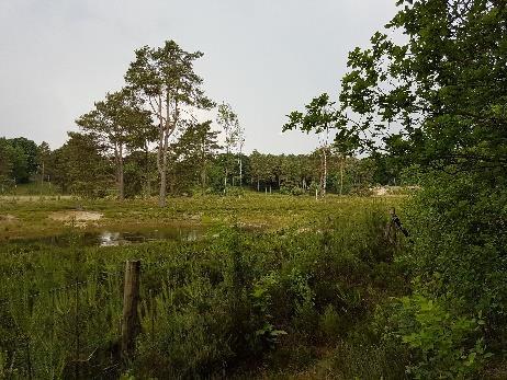 De Oude Woudenbergse Zandweg gaat terug naar de omgeving van de groeve Krakeling waar hij even bovenlangs loopt.