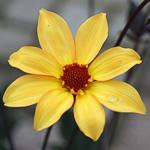 Opvallende dahlia met enkele bloemen en een gevuld donkerrood hart van