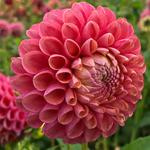 Perfecte baldahlia en weergaloos in combinatie met American Dawn en