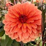 Dahlia Little Robert 80 cm, pompondahlia, roodpurperen tekening op