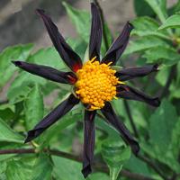 Dahlia Verrone s Obsidian Nieuw!