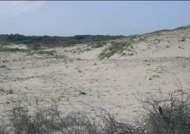 Figuur 14. Enkele foto s van het kale zand in het duingebied. Figuur 15. Enkele foto s van de begroeide duinen (Terschelling).