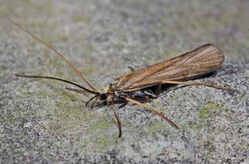 eerste larvenvondst van de kokerjuffer molanna albicans buiten drenthe (trichoptera: molannidae) Harry Boonstra & Rink Wiggers Ondanks de fors toegenomen aandacht voor watermacrofauna sinds begin