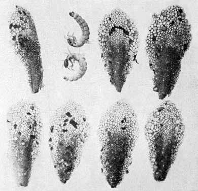 imago's larven nieuwe vindplaats larven Figuur 2. Molanna albicans larven en huisjes uit het Esmeer nabij Veenhuizen in 1933. Bron: Beijerinck (1934). Figure 2.