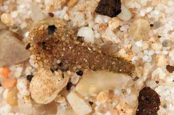 Figuur 4. Onderaanzicht van een levende larve van Molanna albicans. Foto Christophe Brochard. Figure 4. Ventral view of a living Molanna albicans larvae. Photo Christophe Brochard.