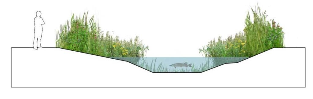 3.3 Groen (Hoofdwatergang) Beeld op 15 juli In het groeiseizoen (april tot september) is het nat profiel begroeid met wateren oeverplanten.