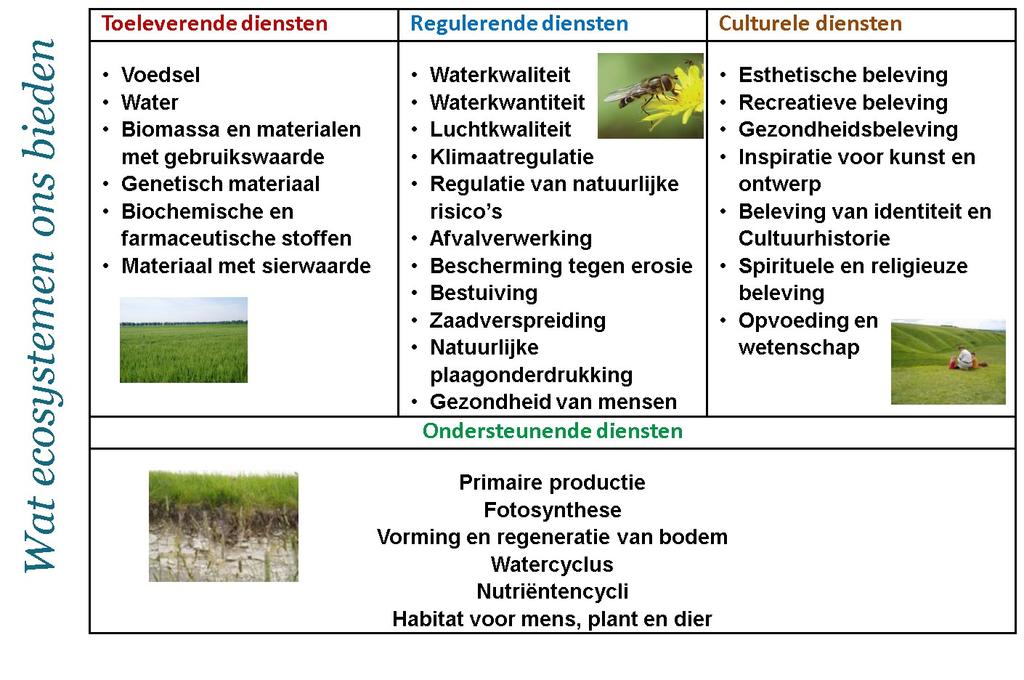 BIJLAGE 2. WAT ECOSYSTEEMDIENSTEN ONS BIEDEN.