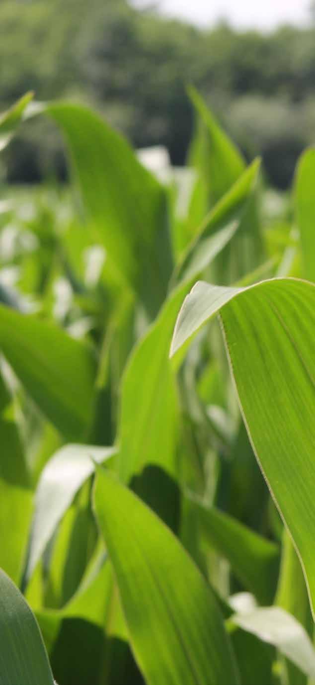 NEW BIOLOGISCH MAÏSZAAD Naast onze maïsrassen bedoeld voor de reguliere agrarische sector bieden we ook maïsrassen aan voor de biologische sector.