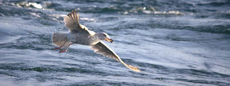 Vogeltellingen Bruine Bank Maart 2012 Aanvullende beschermde gebieden op de Noordzee R.S.A. van Bemmelen & S.C.V. Geelhoed Rapport C039/12 IMARES Wageningen UR (IMARES - Institute for