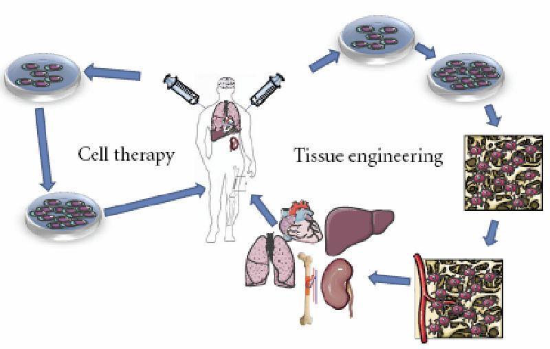Regeneratieve geneeskunde richt zich op het functioneel herstel van beschadigde weefsels en