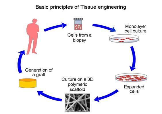 Uitdagingen voor Tissue Engineering Bron van cellen Ontwikkeling tot een functioneel