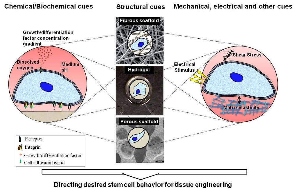 (Stam) cellen Extracellulaire