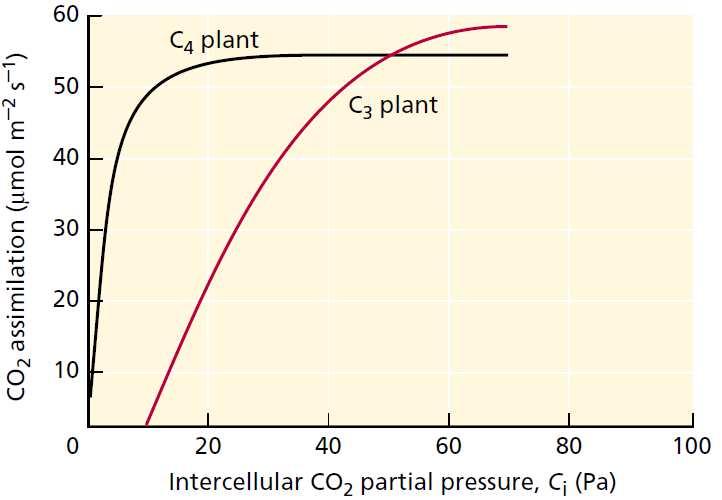 Vragen over CO 2 benutting bij Phalaenopsis vanuit plantfysiologisch perspectief 1. Nacht: Kun je de CO 2 opnamesnelheid verhogen door CO 2 -dosering? 2. Nacht: Is het zinvol om de CO 2 opnamesnelheid verhogen?