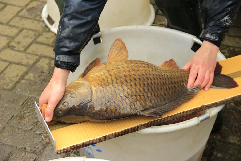 Naast veel zeelt, witvis en snoek zijn er een aantal zeer mooie karpers gevangen die in uitstekende conditie