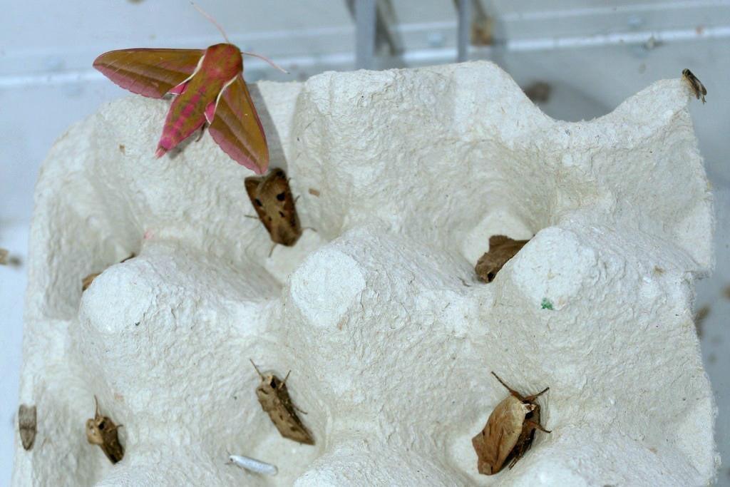 Hoornaars kunnen tijdens hun verblijf in de val vlinders aanvallen en opeten. Niet van alle vlinders zijn de achtergebleven vleugelresten dan nog te determineren.