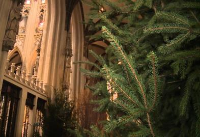WOENSDAG 10 JANUARI 13.00 uur BEZOEK AAN DE KERSTSTAL IN DE ST. JAN In de maand december is van oudsher een bezoek aan de kerststal in Den Bosch een gegeven.