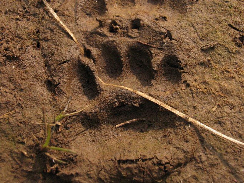 de nog korte vegetatie. In tussenliggende perioden kunnen met name ook zwervende dieren aangetroffen worden. Dit onderzoek vindt plaats in nauwe samenwerking met Stichting Das & Boom.