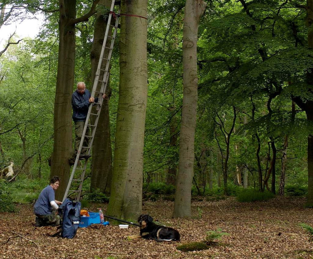 De gevonden holle bomen worden in de periode maart t/m juni 3 á 4 keer gecontroleerd op sporen van gebruik door boommarter.