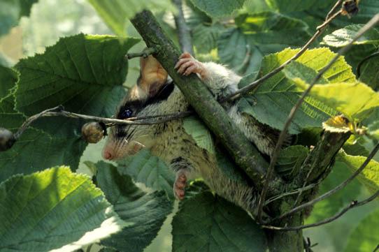 Eikelmuis en Hazelmuis De hazelmuis is verzot op hazelnoten en bramen en heeft een zeer specifieke voedselvoorkeur.