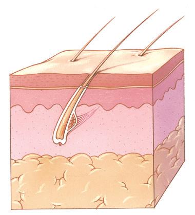 Bijlage: De huid Onze huid heeft meerdere functies: bescherming: de huid beschermt ons lichaam tegen micro-organismen, chemicaliën en ultraviolette straling (UV).