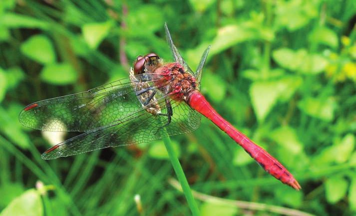 Sympetrum striolatum Andere.