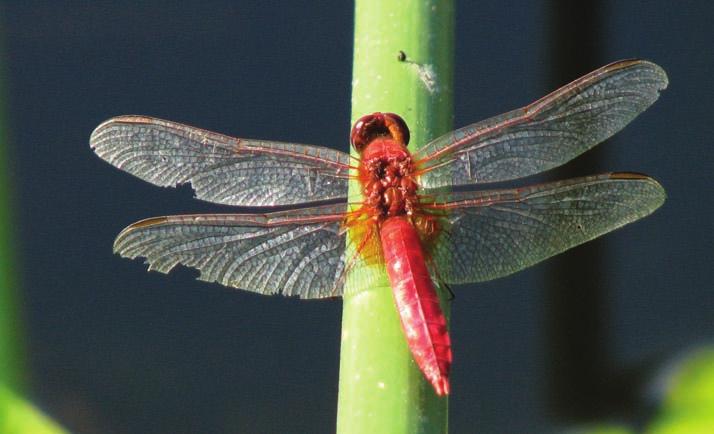 Steenrode heidelibel -