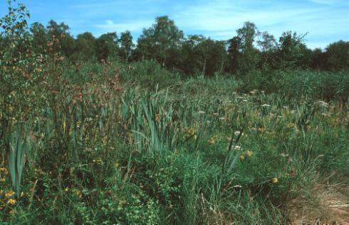 Op een aantal plaatsen treedt in het veengebied instroming van voedselrijk landbouwwater op of is instroom opgetreden waardoor eutrofiëring heeft plaatsgevonden.