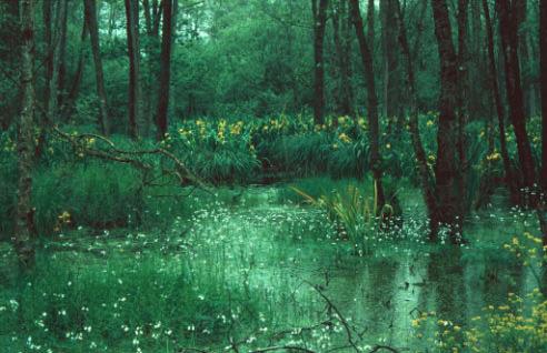 doordat een hogere waterstand de kwelinvloed in de spoorsloot kan wegdrukken. De mate waarin dit effect ook werkelijk zal optreden is onbekend.