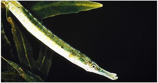 december 2004 Z3905 KRW vis in overgangswateren Kleine Zeenaald Syngnathus rostellatus Indicatief voor: zeegras, wiervelden Puitaal Zoarces viviparus Indicatief voor: mosselbanken Figuur 2.