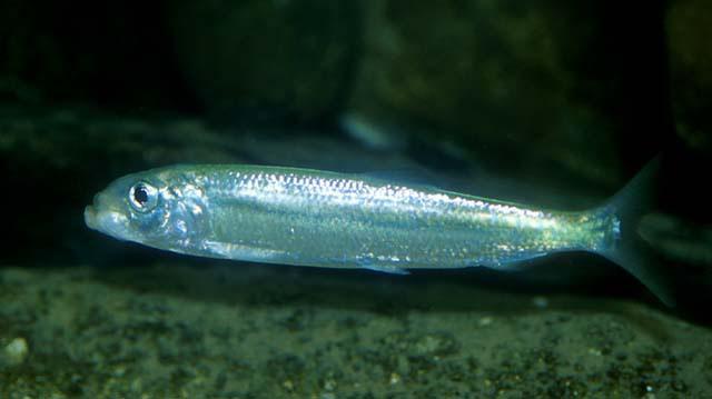 KRW vis in overgangswateren Z3905 december 2004 Het merendeel van de soorten die behoren tot de groep der marien juvenielen wordt in hun volwassen stadium commercieel bevist op de Noordzee.