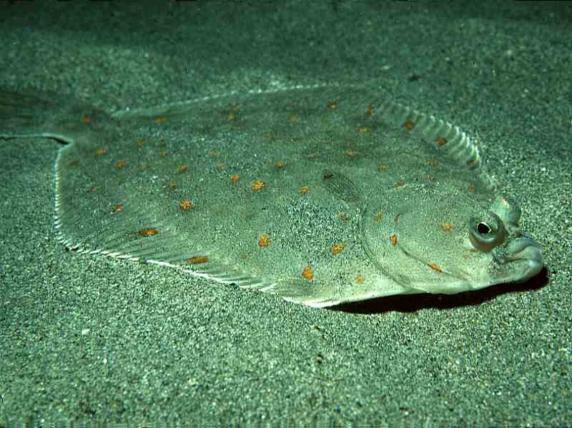 Hiernaast zijn de benthische mariene juveniele soorten zeer kwetsbaar voor visserijmethoden waarbij de bodem wordt bevist.