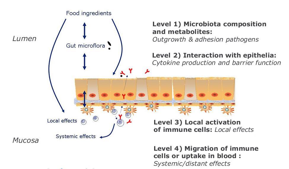 Voeding en orale medicatie moduleert darmimmuniteit op vier niveau s Niveau 1: microbiota en metablieten Overgroei en adhesie pathogenen Niveau 2: interactie met