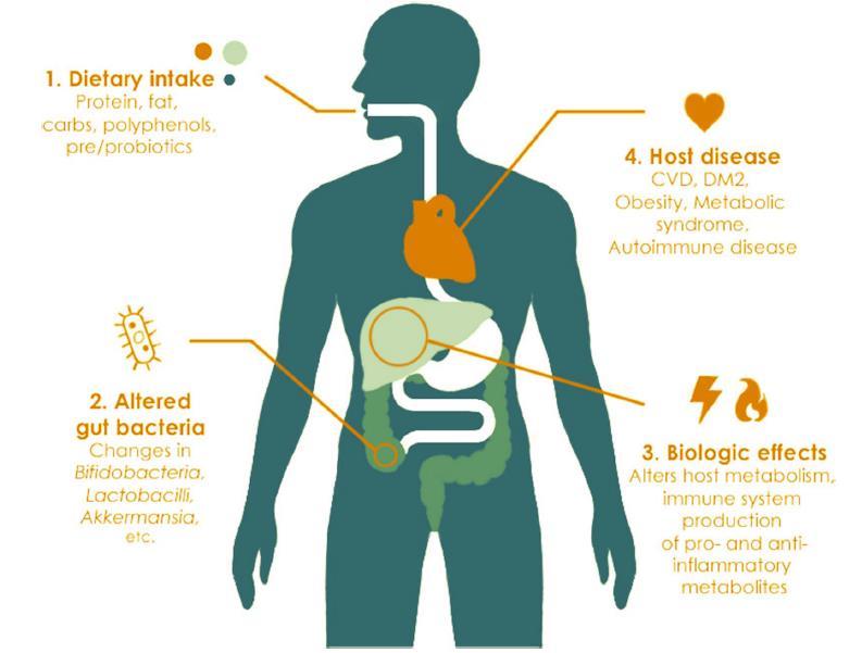 Dieet, microbiota en gezondheid Voedingsinname: Eiwit, vet, koolhydraten Polyfenolen, pre/probiotica Ziekte: CVD, DM2, obesitas Metabool syndroom autoimmuniteit Veranderde