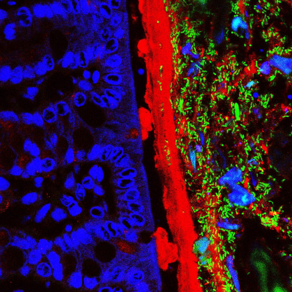 De darm epitheelbarrière celkernen (blauw), mucus (rood) en bacteriën (groen)