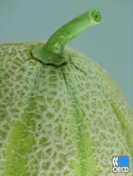 Overrijpe meloen Charantais meloenen: Indien de steel loslaat van de vrucht is dit geen gebrek, maar een teken van rijpheid.
