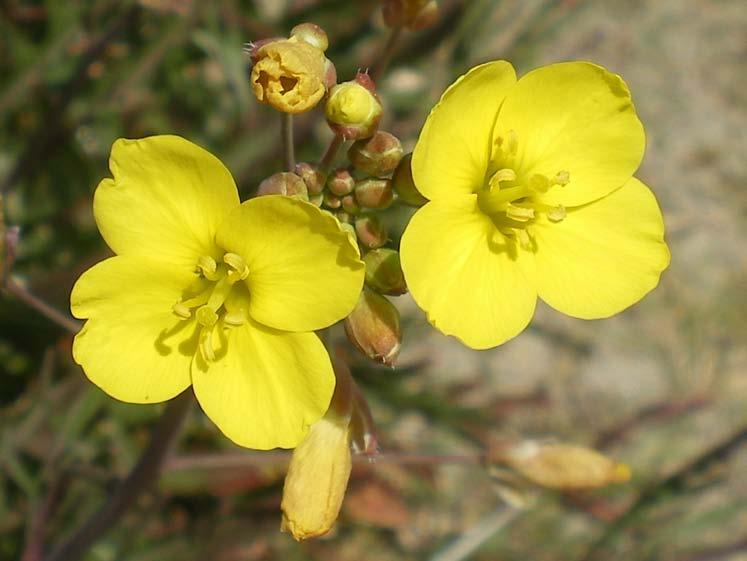 Diplotaxis tenuifolia ( gewone