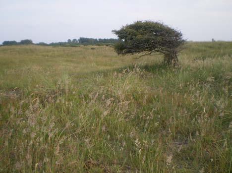 25 juni Voor een kort bezoek naar het Bloedbergduin, voornamelijk om een aantal vlinders van de soort Nothris verbascella los te laten