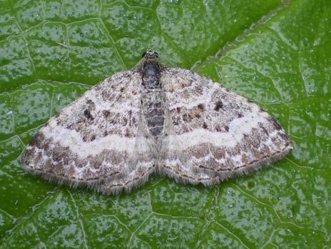 Op zoek geweest naar rupsen van Nothris verbascella op stal- en koningskaars.