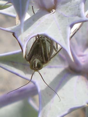 17 soorten micro en macro nachtvlinders geteld, als rups, pop of vlinder.